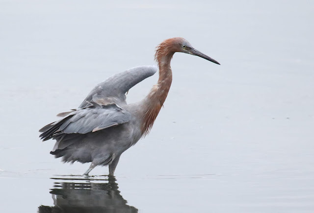 Reddish Egret