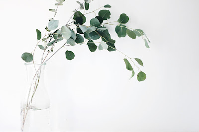 A sprig of eucalyptus in a vase