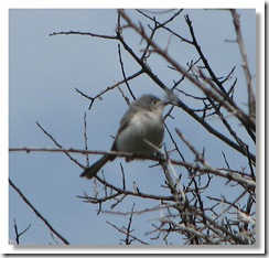 Blue-Gray Gnatcatcher