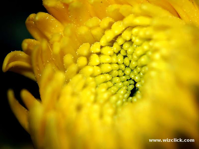 A 1:1 Macro images of a blooming Chrysanthemum Bud