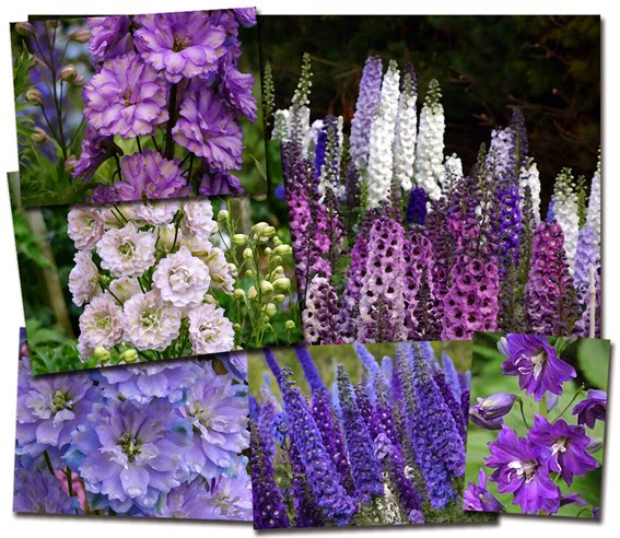 types of flowers names and pictures