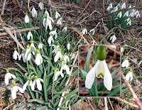 snowdrops