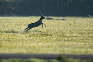 Wildlifefotografie Rehbock Kiebitz Ochsenmoor Olaf Kerber