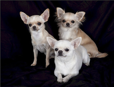 Chihuahuas