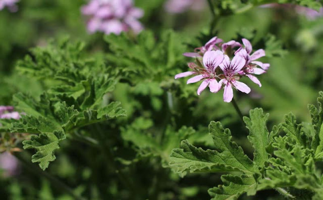 Pelargonium Graveolens Flowers Pictures