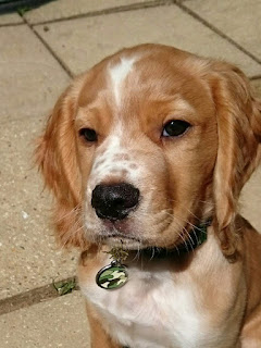 Eko at around 14 weeks old, showing off for the first time that he has many different facial expressions, this soon became known as his disapproving glare, which he still uses today