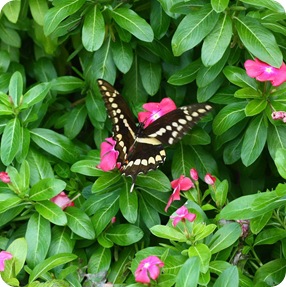 Butterfly 10-09 (3)