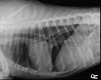 Heartworm Dog X Ray