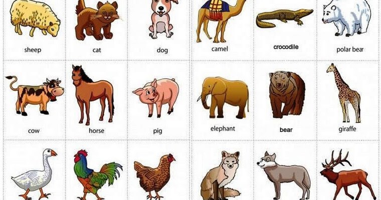 160 Nama Hewan dalam Bahasa Inggris Pelajari Inggris