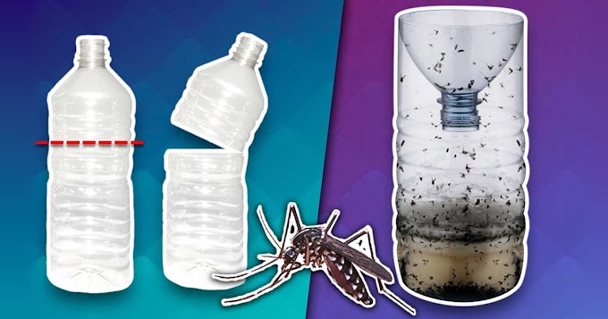 Trampa casera para moscas y mosquitos muy efectiva y fácil de hacer