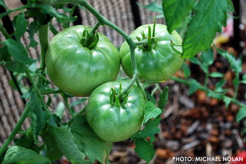 Mntomatoes