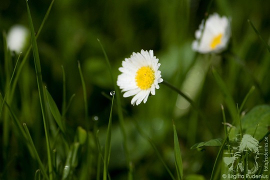 fototriss142_20110730