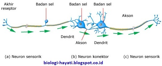 Klasifikasi Neuron berdasarkan fungsinya