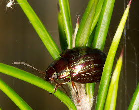 Rosemary Beetle, Chrysolina americana, on a Grevillea Canberra Gem (G. juniperina x G. rosmarinifolia), a garden plant native to Australia, in the back garden my house in Hayes.  23 September 2011.