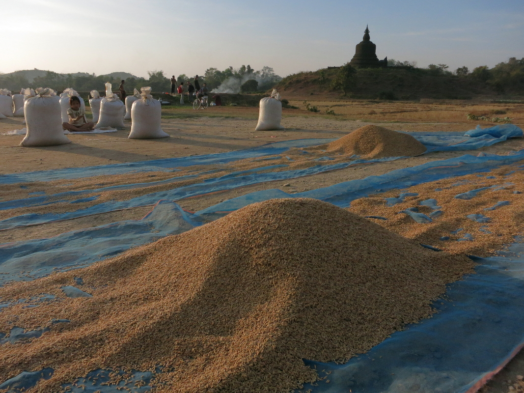 Drying rice in Mrauk-U, Myanmar