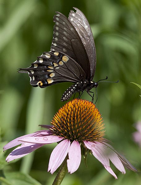 Black swallowtail (Papilio polyxenes)