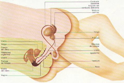 Resultado de imagen para anatomía coito