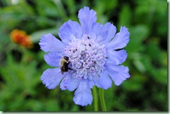 scabiosa