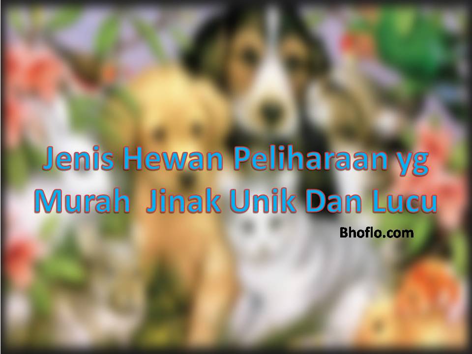 Jenis Hewan  Peliharaan  yg Murah  Jinak  Unik Dan  Lucu BLOG 