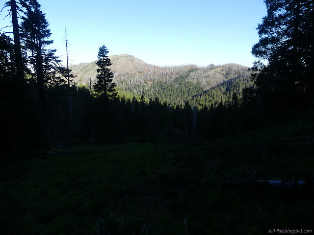 Baldy Peak between the trees