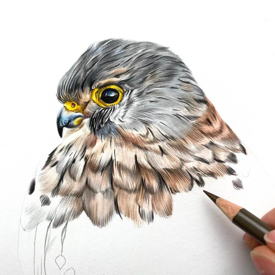 02-Bird-of-prey-Rebecca-Neundorf-Animal-Art-www-designstack-co
