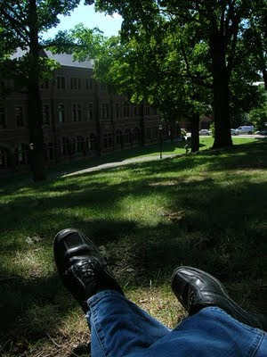 A tree at the top of a hill at Yale SOM.