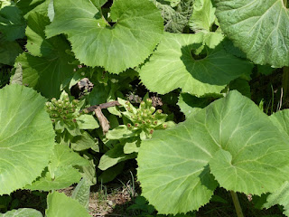 Petasites japonicus - Pétasite japonaise - pétasite du Japon