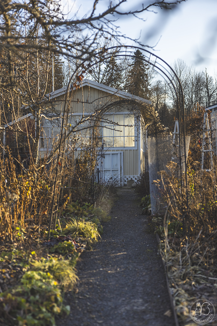 Siirtolapuutarhamökki marraskuussa.