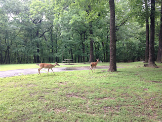 Lake Ozark Deer