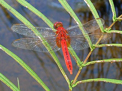 Dragonfly, Crocothemis servilia