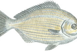 Bermuda Chub (Kyphosus sectatrix)