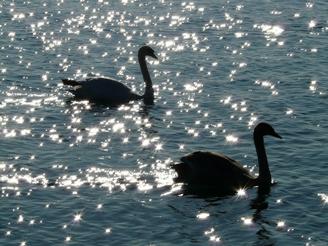 Swans, Living From Glory To Glory Blog