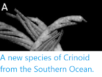 https://sciencythoughts.blogspot.com/2012/09/a-new-species-of-crinoid-from-southern.html