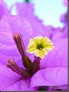 P1170336