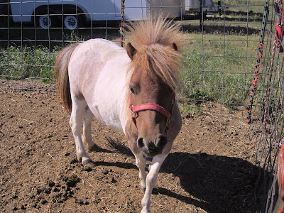 Red roan pinto miniature horse greeting me