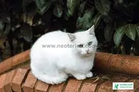 Cute Cat Pic Download - Cat Image Download 2023 - biraler pic - NeotericIT.com - Image no 3