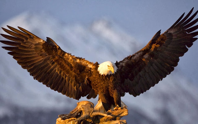 3D Flying Bald Eagle HD Wallpaper Free