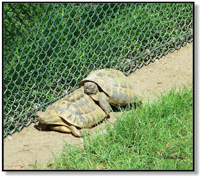 Schildkröten