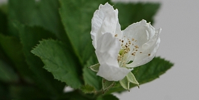 Blackberry Black Cascade flower