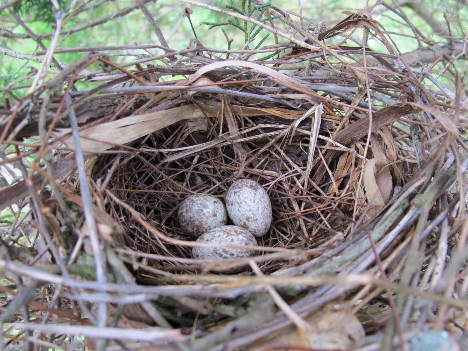 Blue Jay Barrens Cardinal Nest