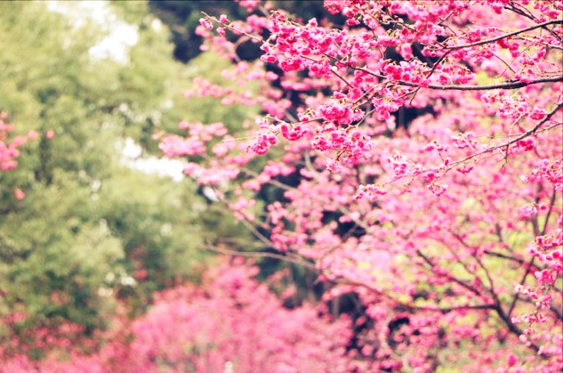  Gambar  Bunga  Sakura  Yang Indah Kumpulan Gambar 