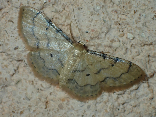 Idaea politaria