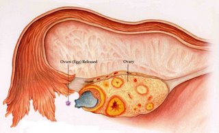 [telur+ovari.jpg]