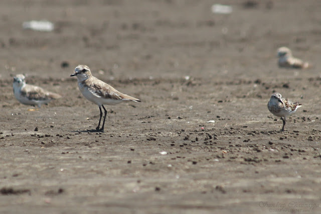 Lesser Sand Plover along with Little Stint