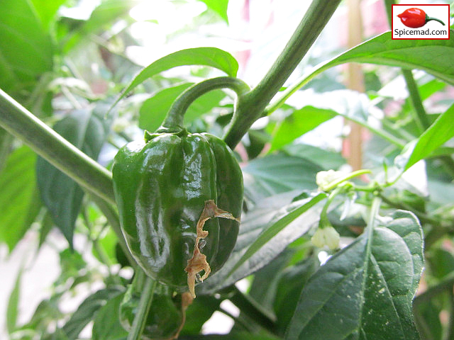 Orange Habanero - 21st July 2022