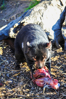 tasmania East Coast Natureworld tasmanian devil