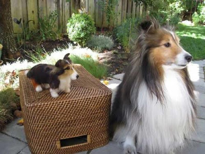 Dogs with their small versions