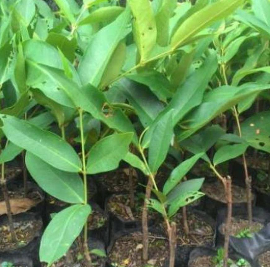 tanaman jambu madura bibit camplong Bengkulu
