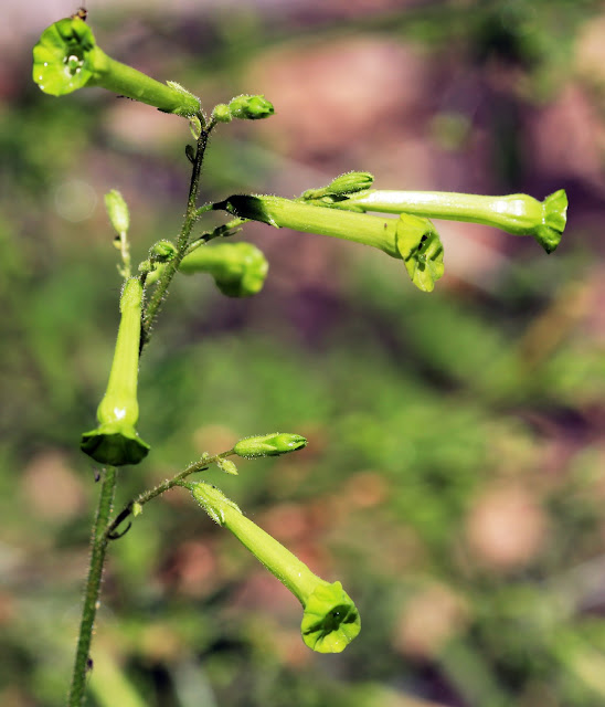 Nicotiana paniculata