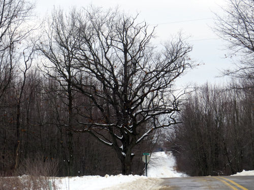 tree with snow